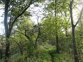 Fleam Dyke nr Dungate Farm