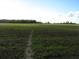 Fields nr Balsham