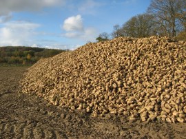 Sugar Beet