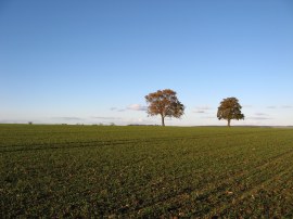 Fields nr Hadstock