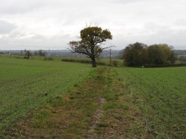 View towards Saffron Walden