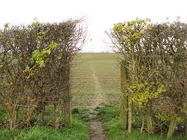 Field between Newport and Wendens Ambo