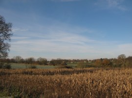 View towards Patmore Heath