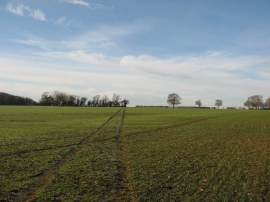 Field nr Albury Hall