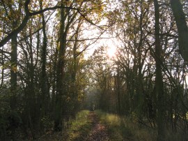 Path from Friars Lane