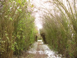 Path leading to the A120