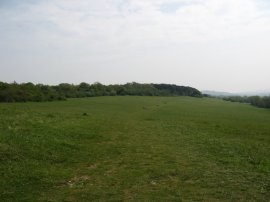 Albury Downs