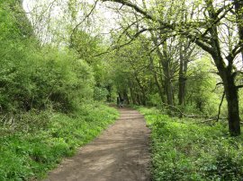 Woodland, Albury Downs