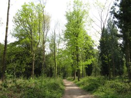 Netley Forestry Plantation