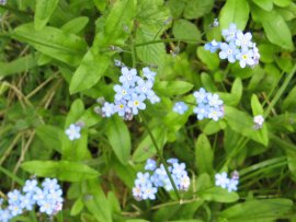 Wood Forgetmenots