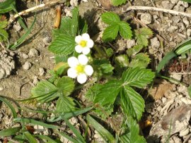 Wild Strawberries