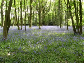 Bluebells, nr Ranmore Common