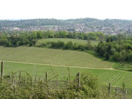 Denbies vineyard