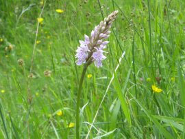 Common Spotted Orchid