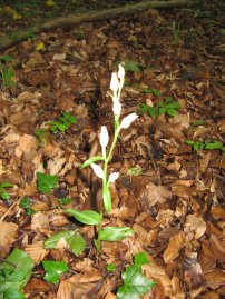 White Helleborine