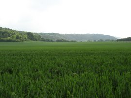 Fields nr Betchworth