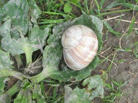 Roman Snail