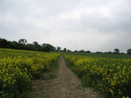 Path up Ockley Hill