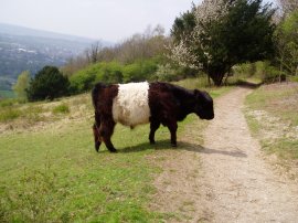 Belted Galloway Cow, Box Hill