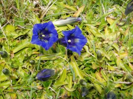 Trumpet Gentians