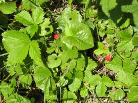 Wild Strawberries