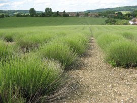 Lavender Fields, Otford
