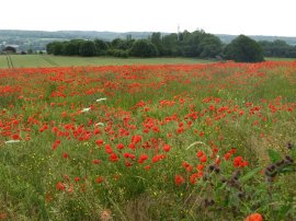 Poppies