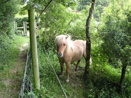 Miniature Pony