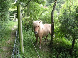 Miniature Pony