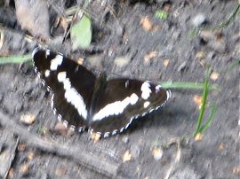 White Admiral