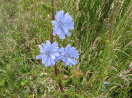 Chicory flowers