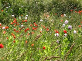 Poppies