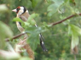 Goldfinch