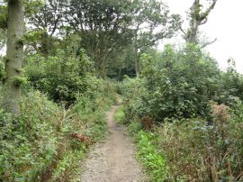 Boxley Wood
