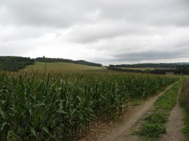 Field nr Dunn Street