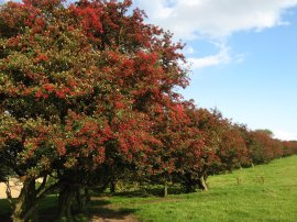 Hawthorn Trees