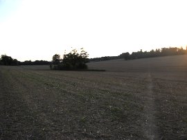 Field nr Waldershare House