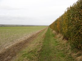 Path over Barham Downs