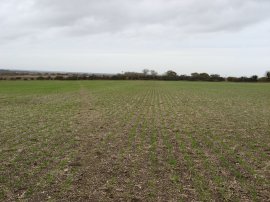 Path over Barham Downs