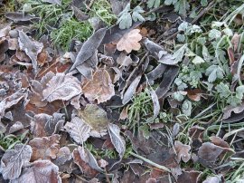 Frosty Leaves