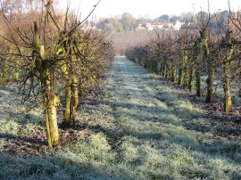 View towards Harbledown