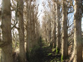 Tree Lined path nr Old Wives Lees