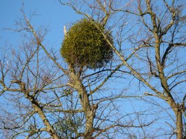 Mistletoe