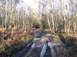 Muddy path in Kingswood