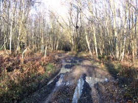 Muddy path in Kingswood