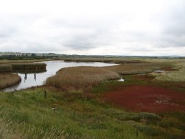 Farlington Marshes