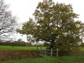 Wooden Footbridge