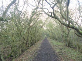 Path from Mayland Creek