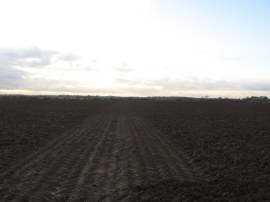 Field heading towards Mundon