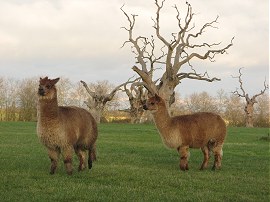  Llamas